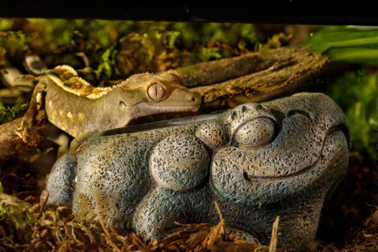 Azteken-frosch-wassernapf